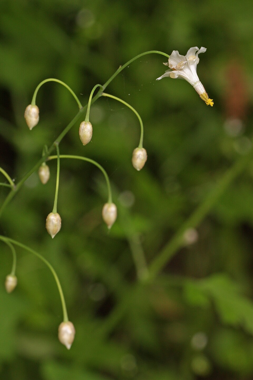 Vancouveria hexandra (inside-out flower) (alternate view 9)