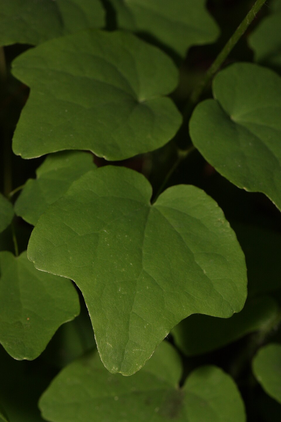 Vancouveria hexandra (inside-out flower) (alternate view 10)