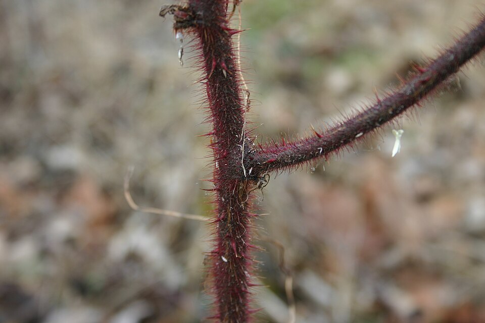 Rubus phoenicolasius (wineberry)
