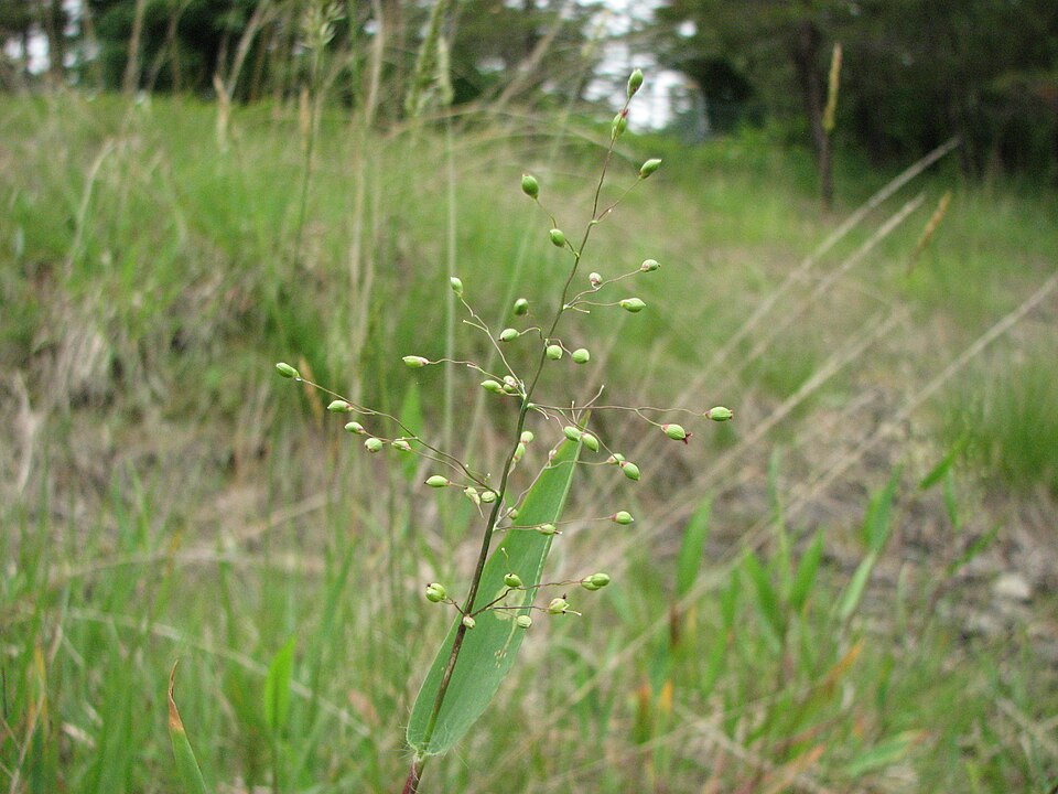 Dichanthelium oligosanthes (Heller's Rosette Grass)