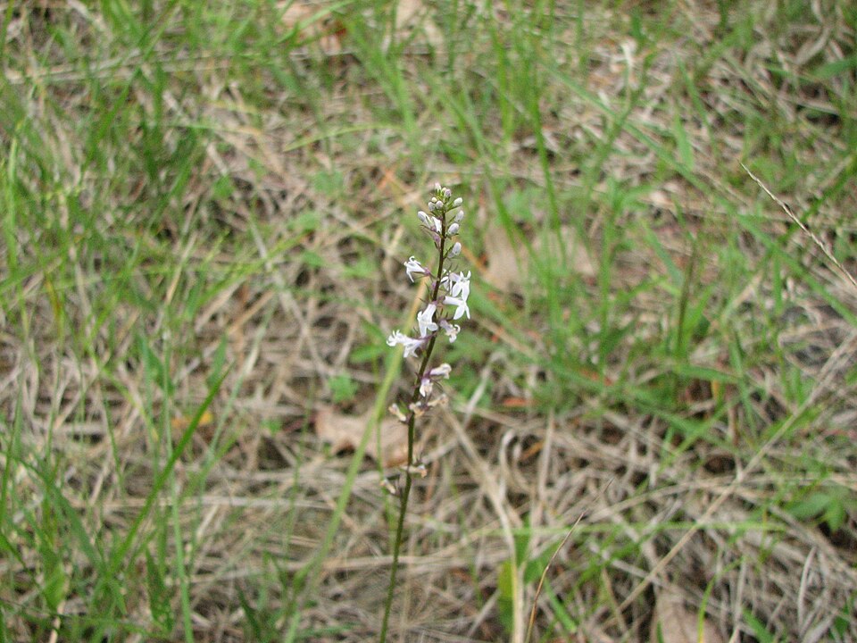 Lobelia spicata (pale-spiked lobelia) (alternate view 6)