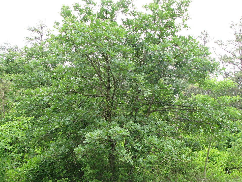 Quercus stellata (post oak)