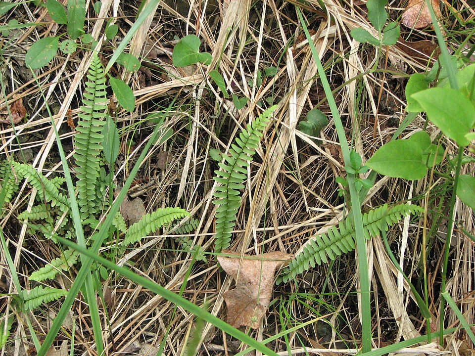 Asplenium platyneuron (ebony spleenwort)