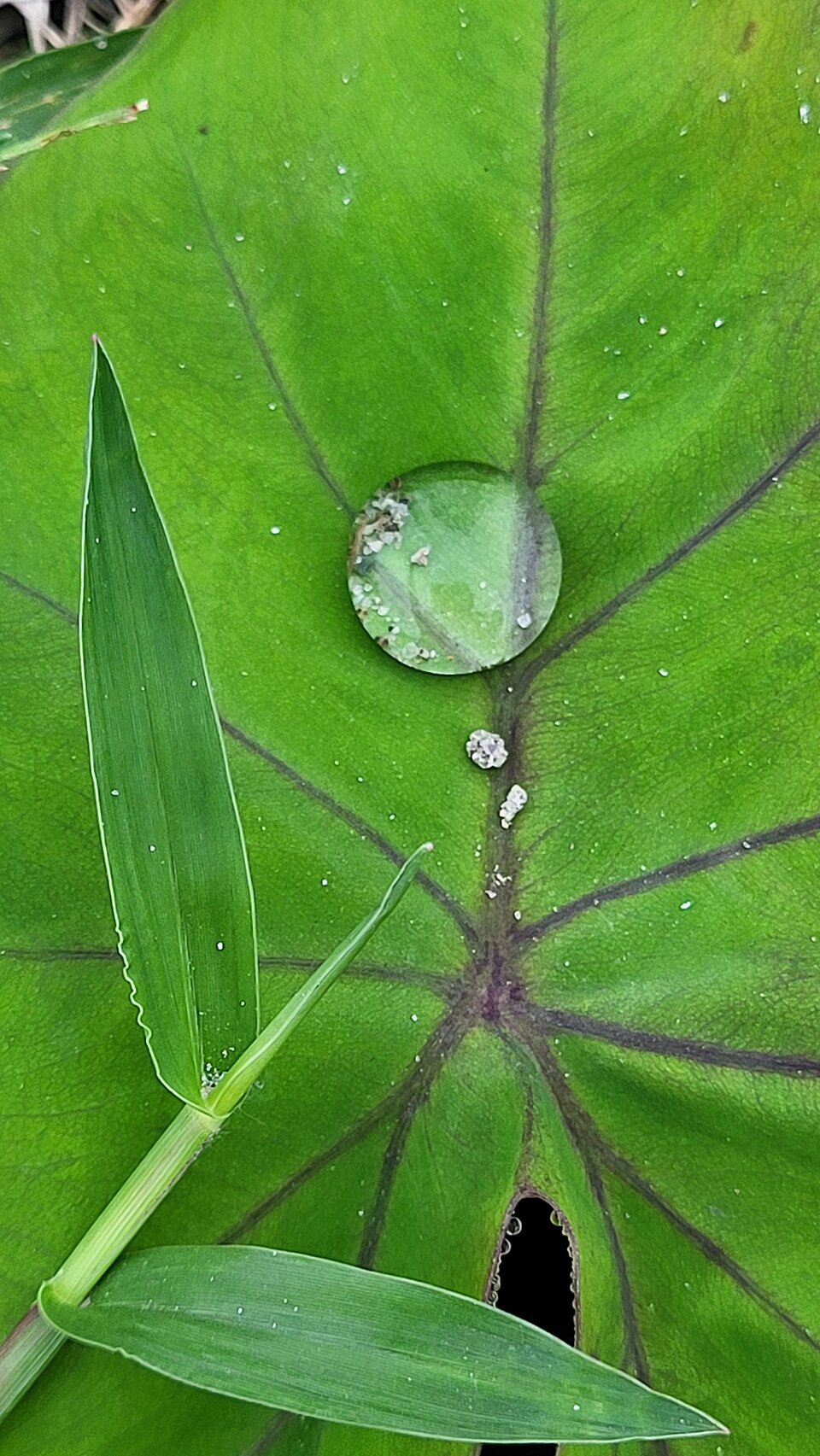 Colocasia (Elephant ears)