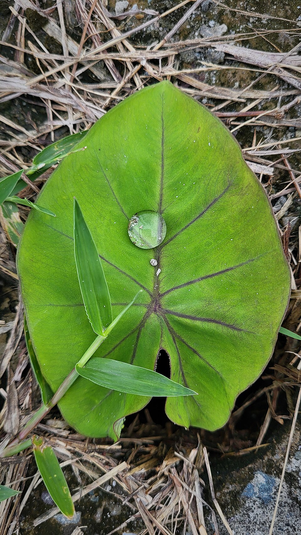 Colocasia (Elephant ears) (alternate view 2)