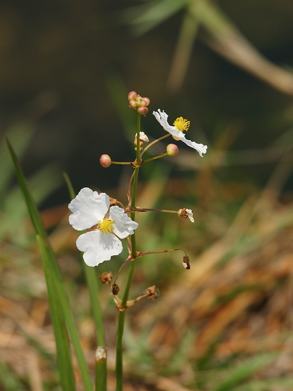 Sagittaria lancifolia (lanceleaf arrowhead) (alternate view 8)