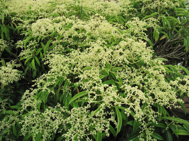 Pileostegia viburnoides (Climbing Hydrangea Vine)