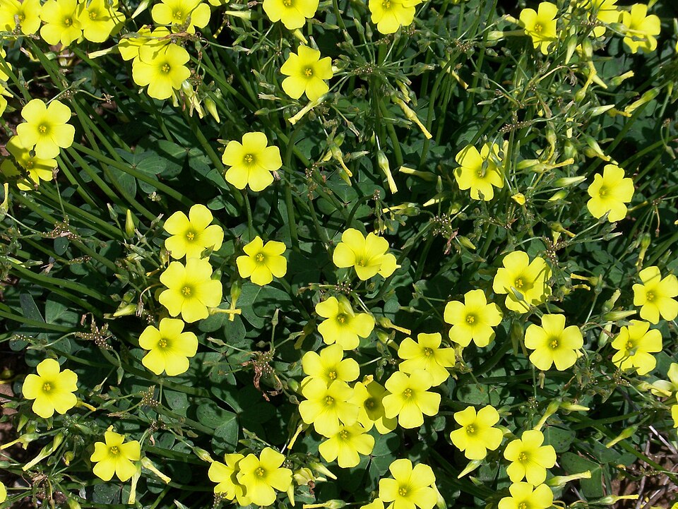 Oxalis pes-caprae (Bermuda buttercup)