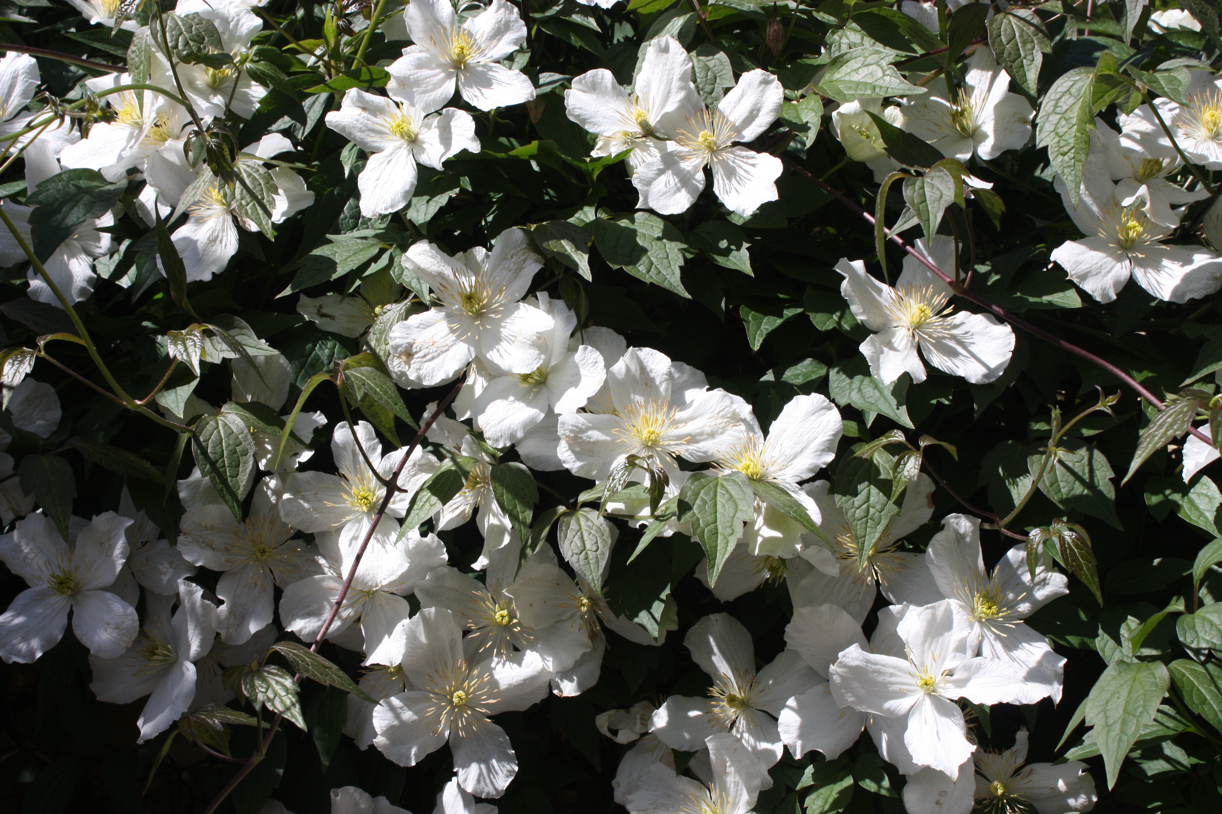 Clematis montana, Himalayan clematis — climbing deciduous (Ranunculaceae) (image 9 of 10)