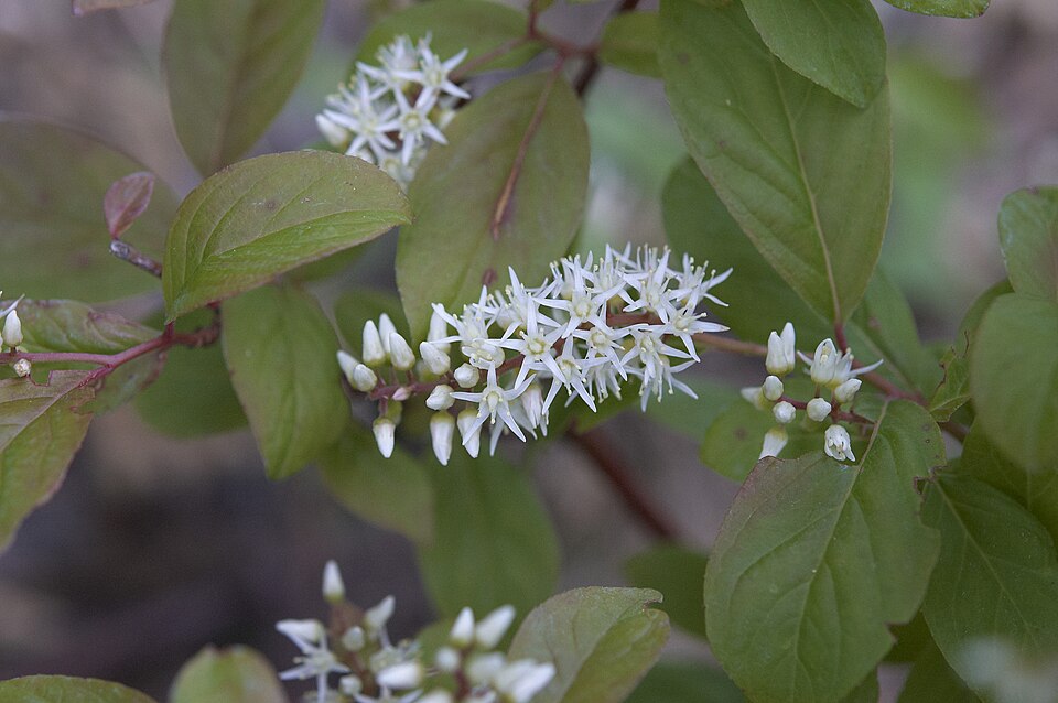 Itea virginica (Virginia sweetspire) (alternate view 8)