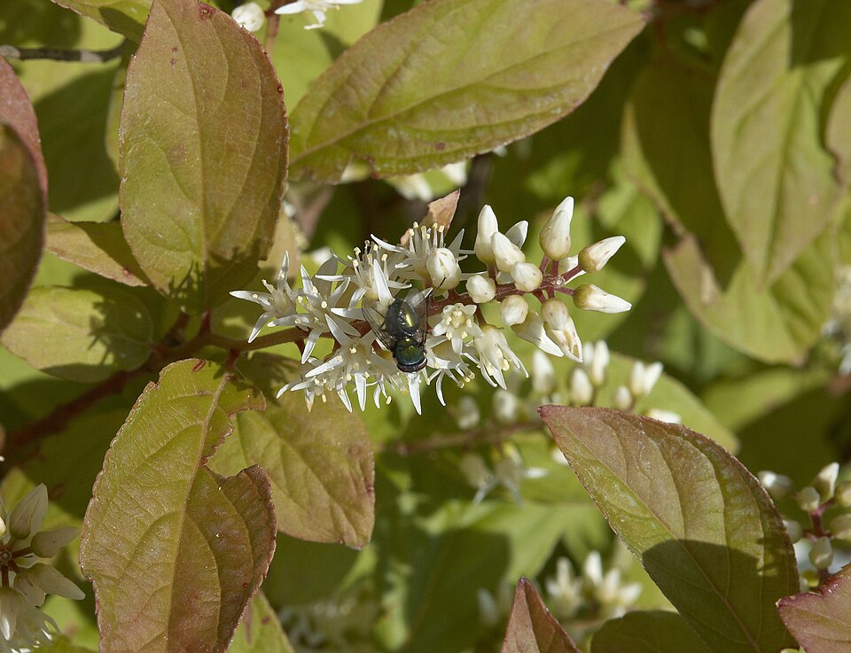 Itea virginica (Virginia sweetspire) (alternate view 9)