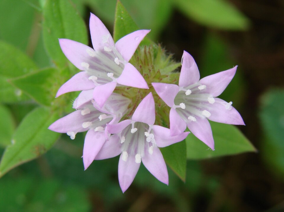 Richardia grandiflora (largeflower Mexican clover) (alternate view 7)