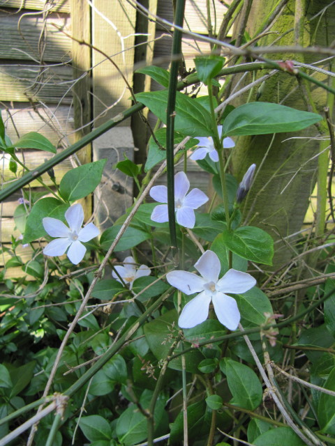 Vinca difformis (Intermediate Periwinkle)