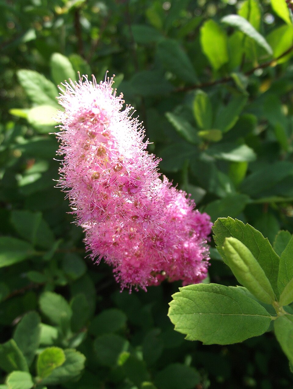 Spiraea douglasii (western spirea) (alternate view 8)