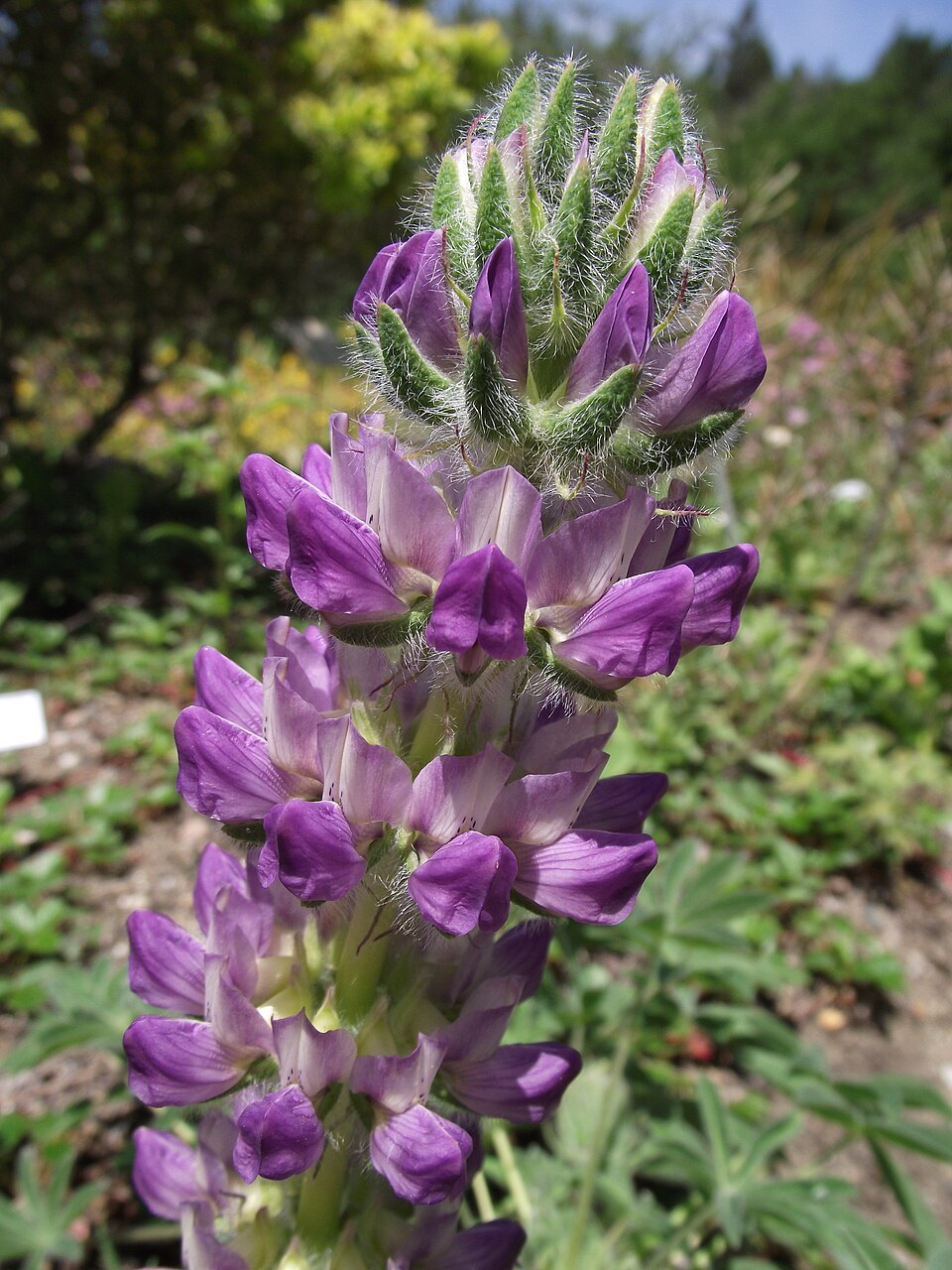 Lupinus microcarpus (chick lupine) (alternate view 7)