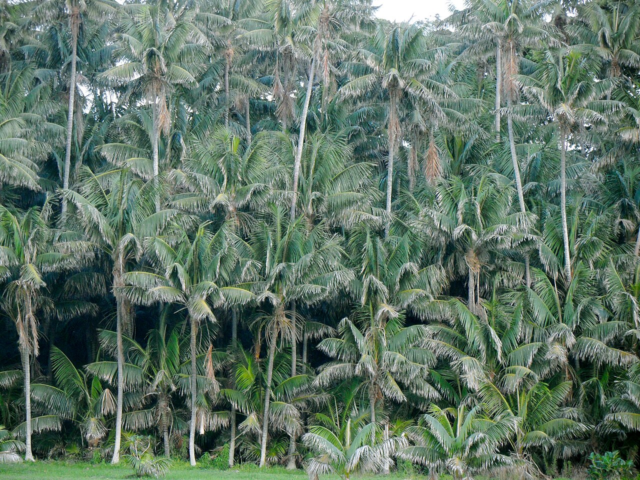 Howea forsteriana, Kentia palm — upright evergreen (Arecaceae) (image 5 of 10)