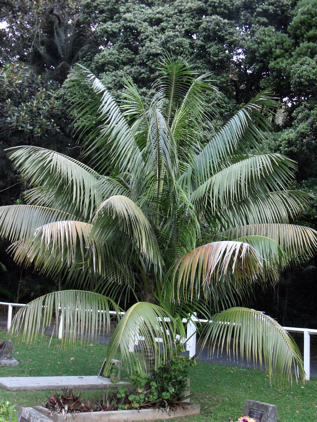 Howea forsteriana, Kentia palm — upright evergreen (Arecaceae) (image 6 of 10)
