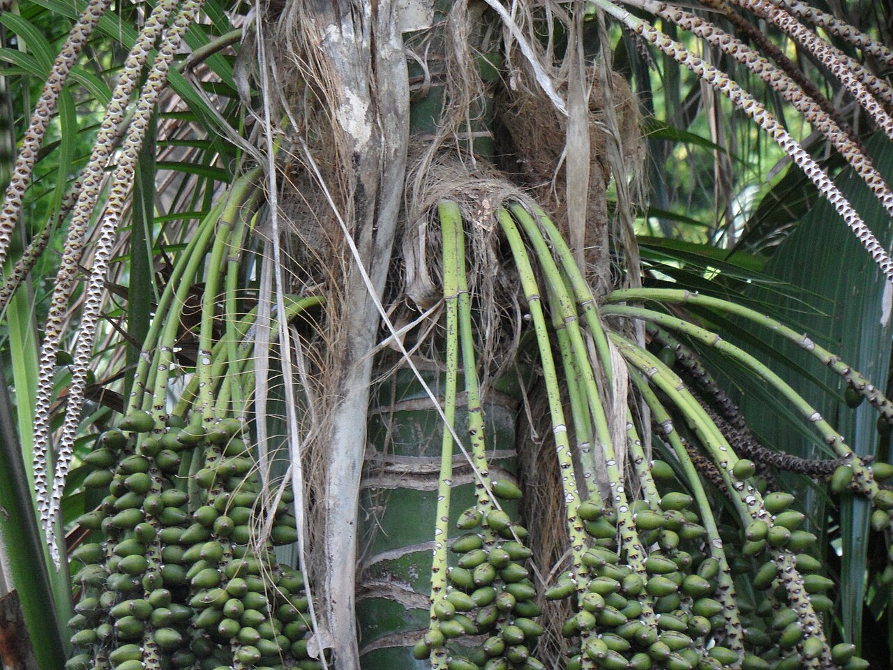 Howea forsteriana, Kentia palm — upright evergreen (Arecaceae) (image 7 of 10)
