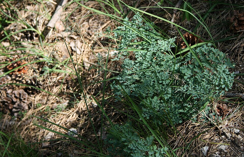 Thalictrum minus (Lesser Meadow-rue) (alternate view 9)