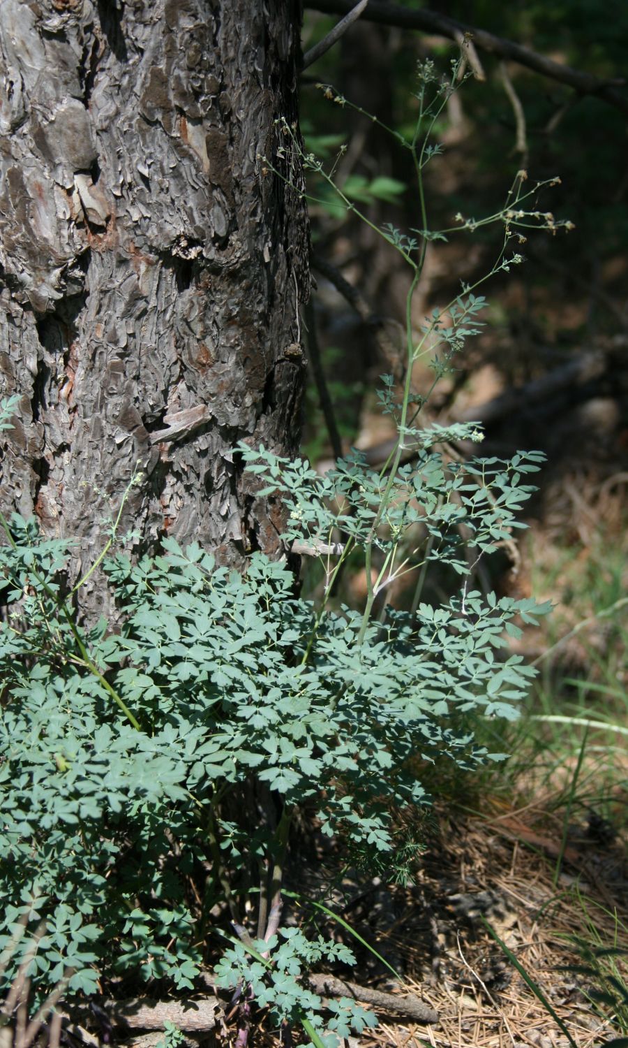 Thalictrum minus (Lesser Meadow-rue) (alternate view 10)