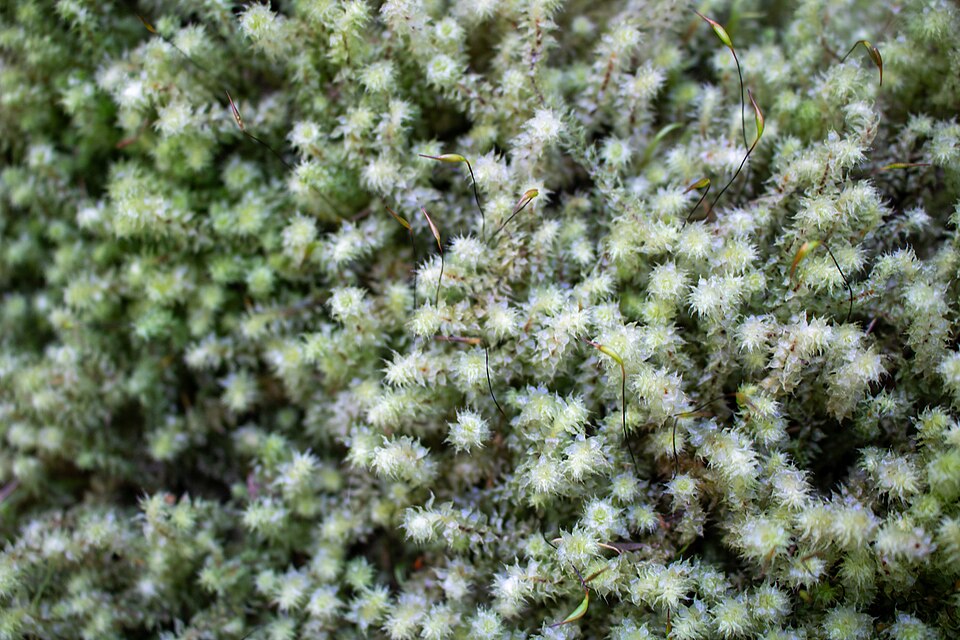 Ptychomnion aciculare (pipe-cleaner moss) (alternate view 5)