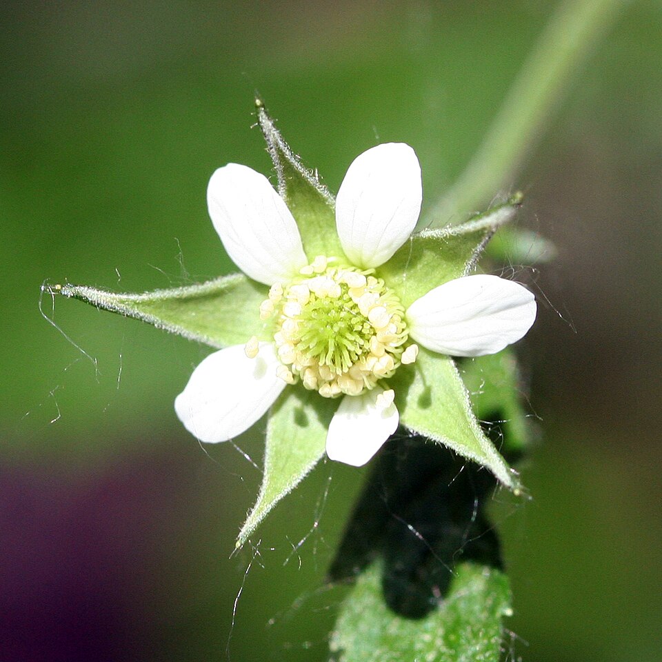 Geum canadense (white avens)