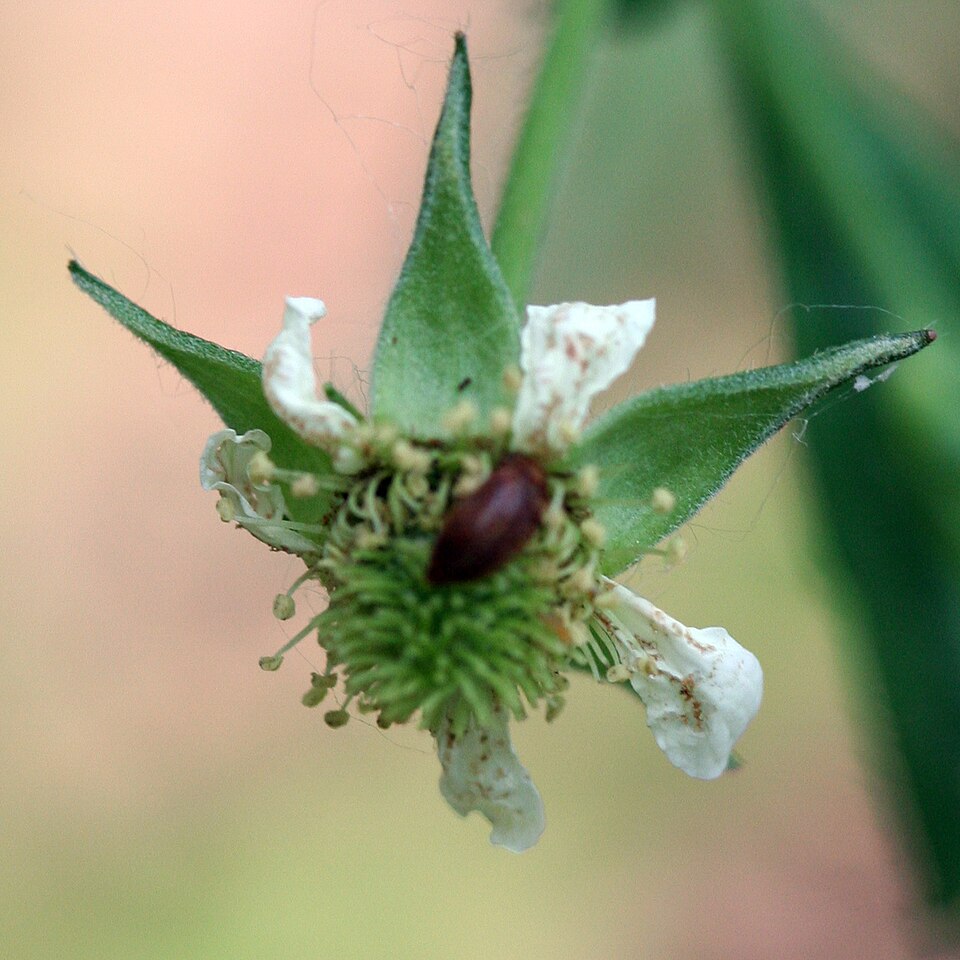 Geum canadense (white avens)