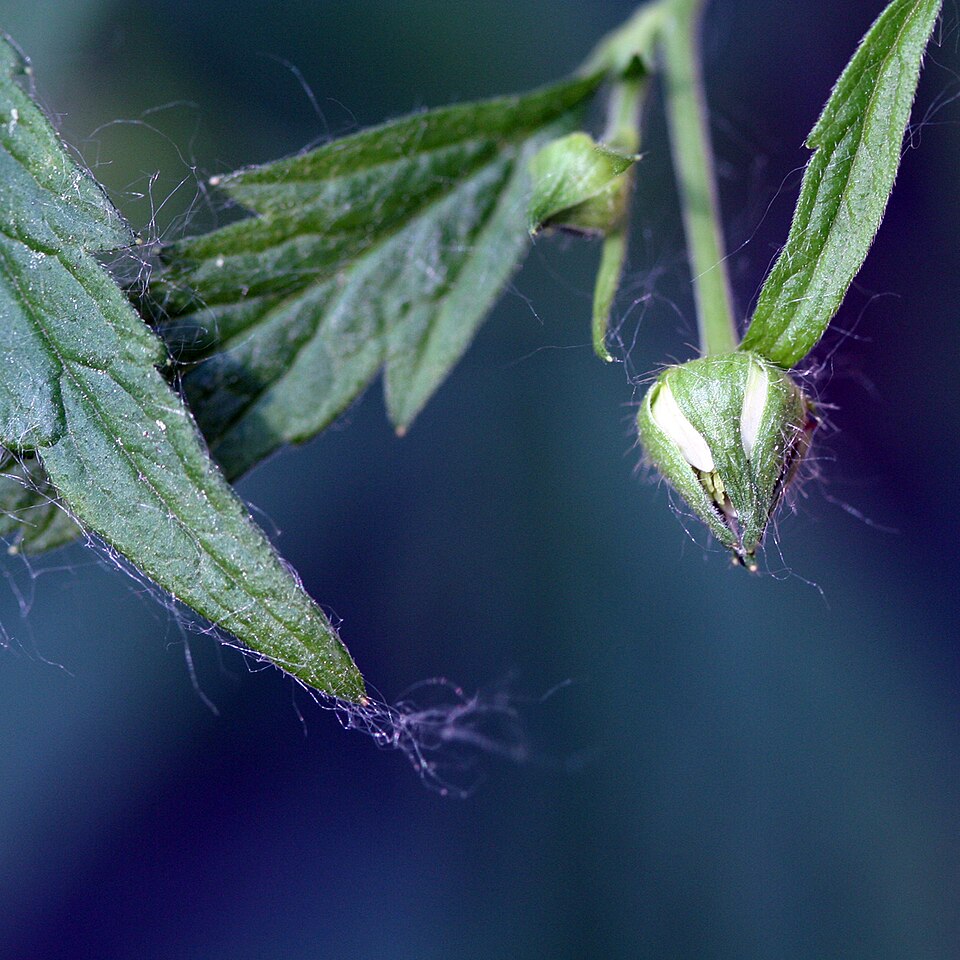 Geum canadense (white avens)