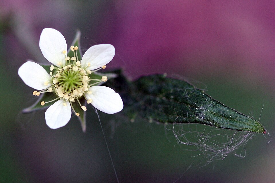 Geum canadense (white avens)