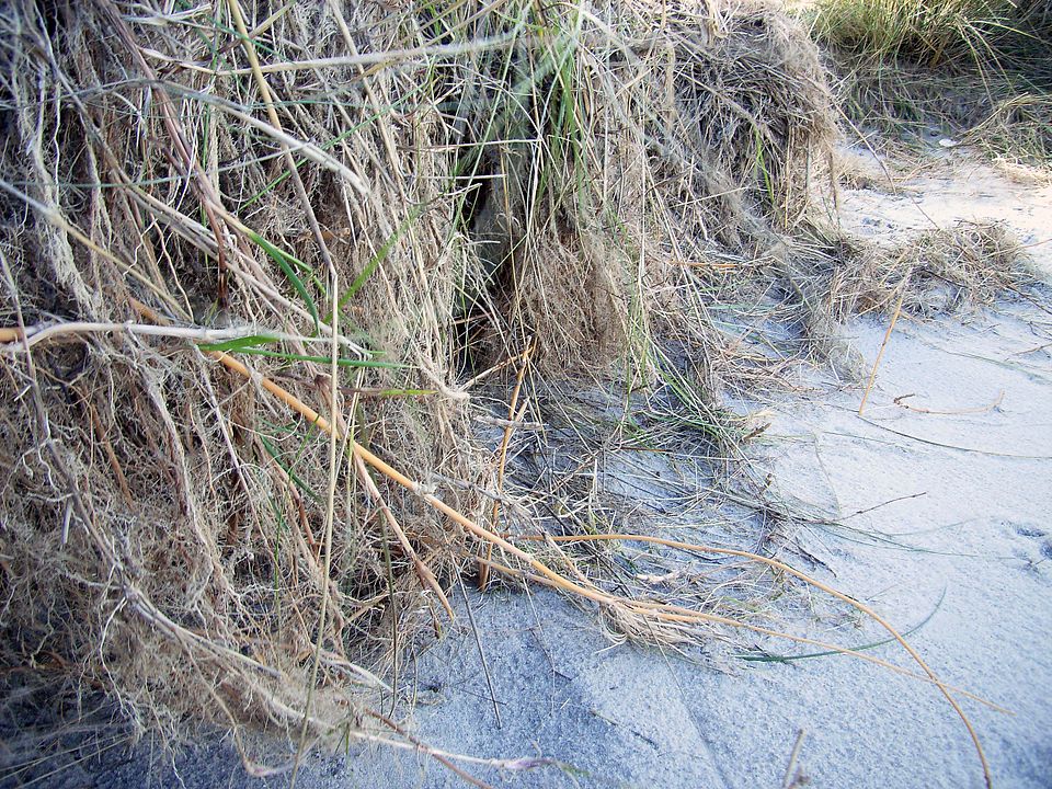 Calamagrostis arenaria (European marram grass)