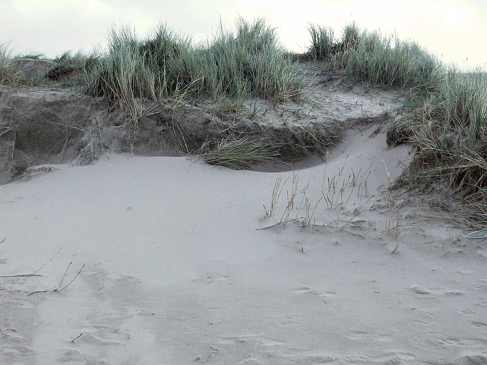 Calamagrostis arenaria (European marram grass)