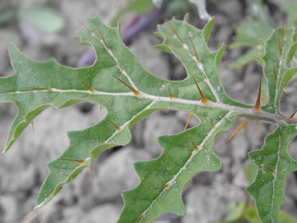 Solanum sisymbriifolium (Red Buffalo-bur) (alternate view 9)