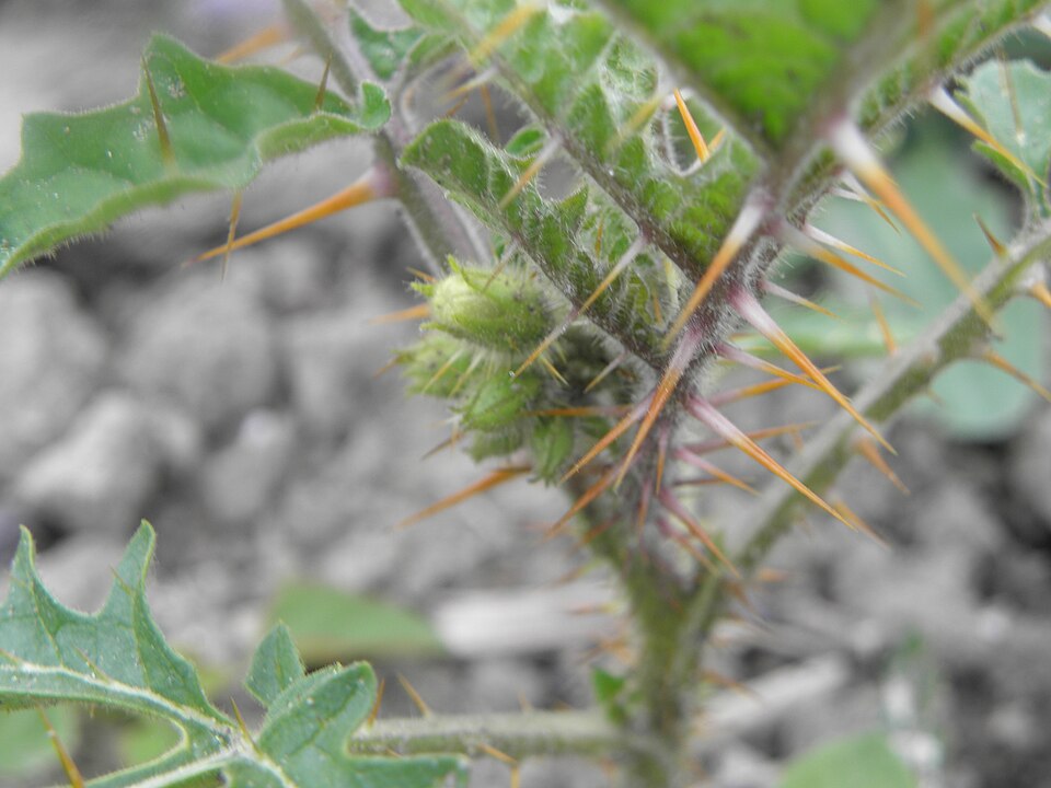 Solanum sisymbriifolium (Red Buffalo-bur) (alternate view 10)