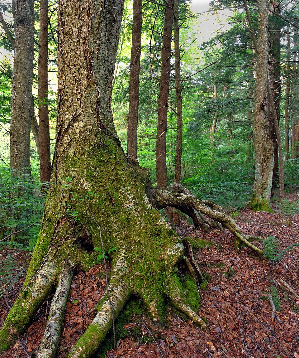 Betula alleghaniensis (Yellow Birch) (alternate view 3)