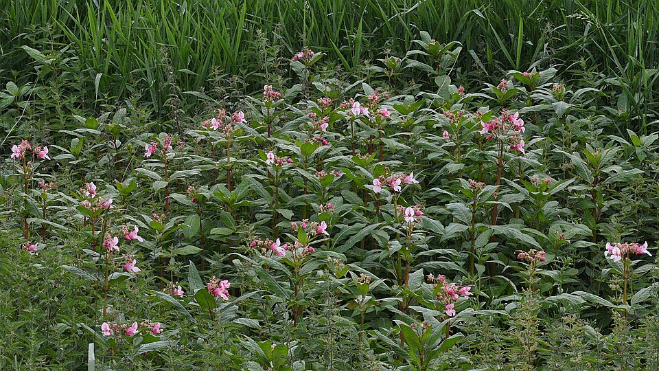 Impatiens glandulifera (policeman's helmet) (alternate view 8)