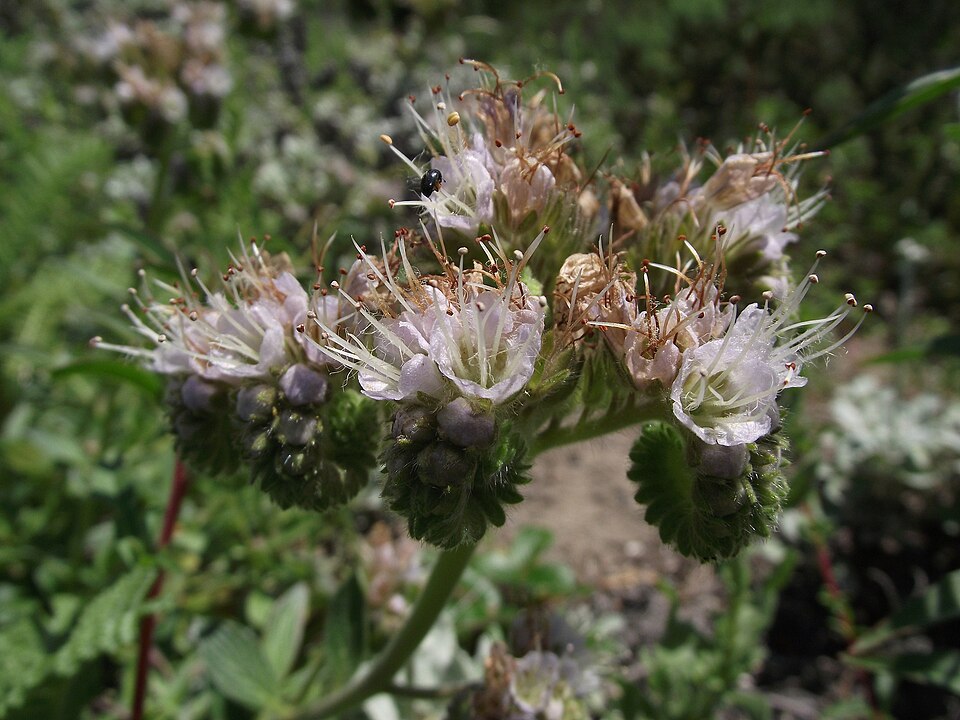 Phacelia californica (California phacelia) (alternate view 8)