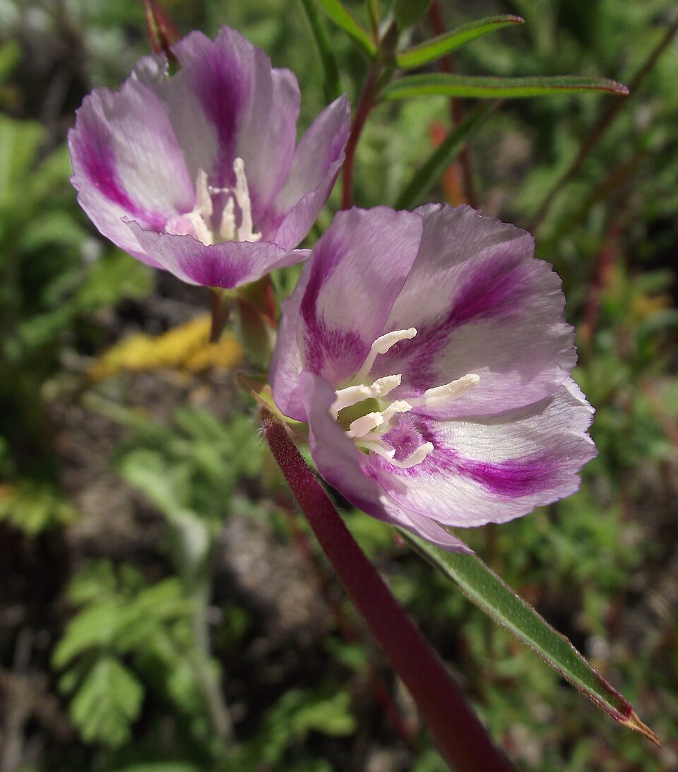 Clarkia rubicunda (ruby chalice clarkia) (alternate view 7)