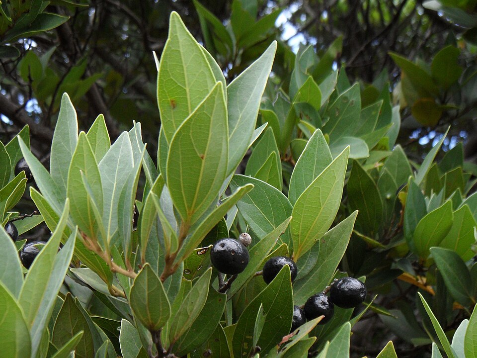 Cryptocarya triplinervis (Brown Laurel) (alternate view 2)