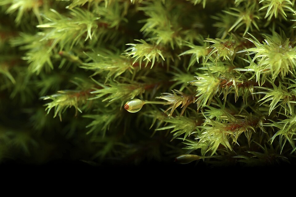 Racomitrium (alternate view 4)