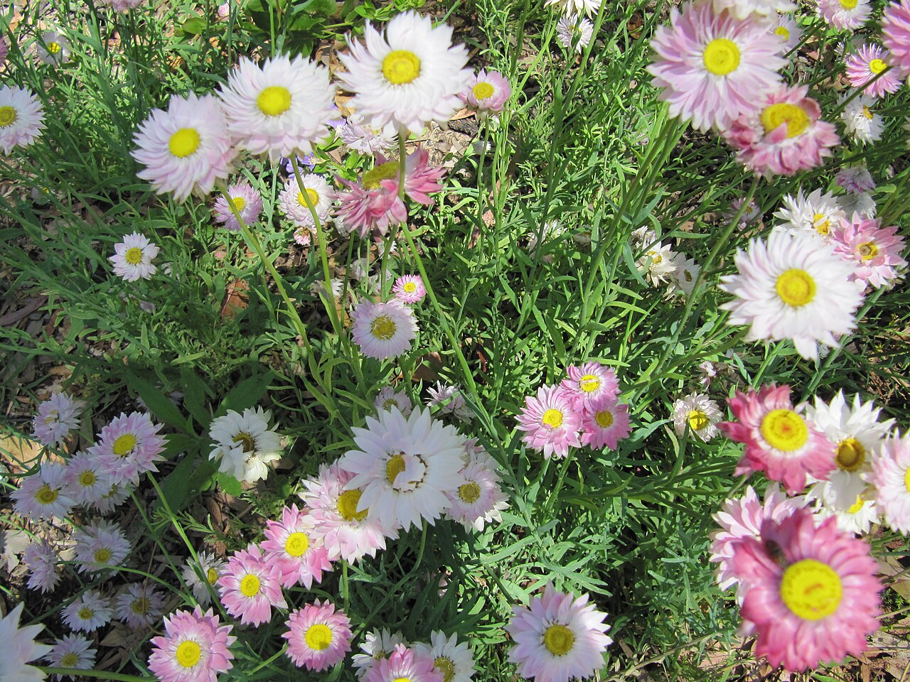 Rhodanthe chlorocephala, Pink paper daisy — upright deciduous (Asteraceae) (image 1 of 10)