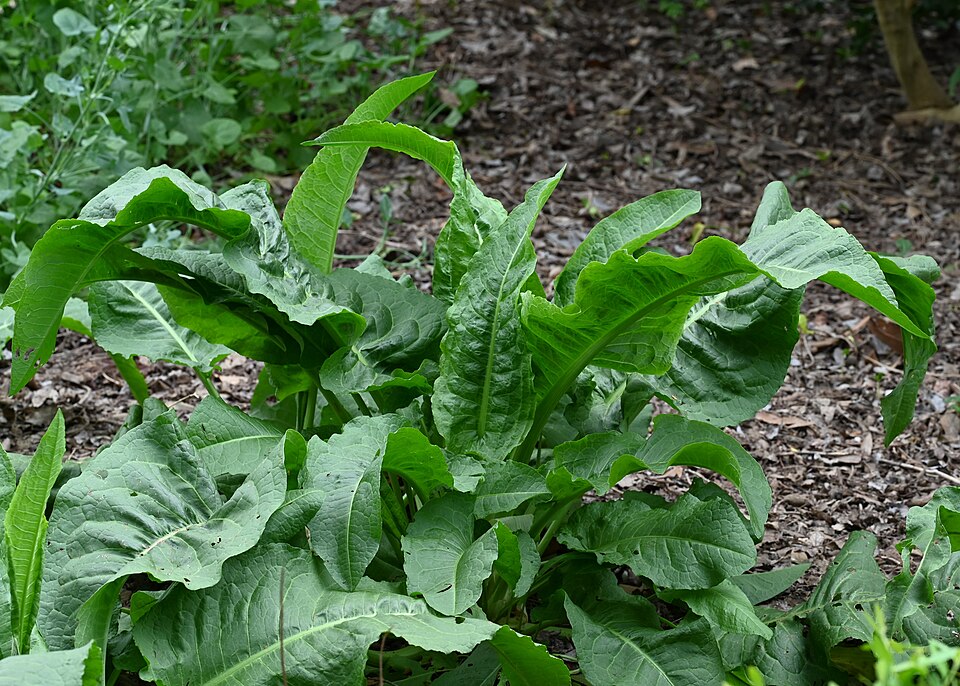 Rumex cristatus (Greek Dock)