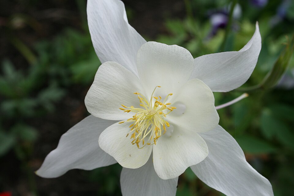 Aquilegia coerulea (blue columbine) (alternate view 8)