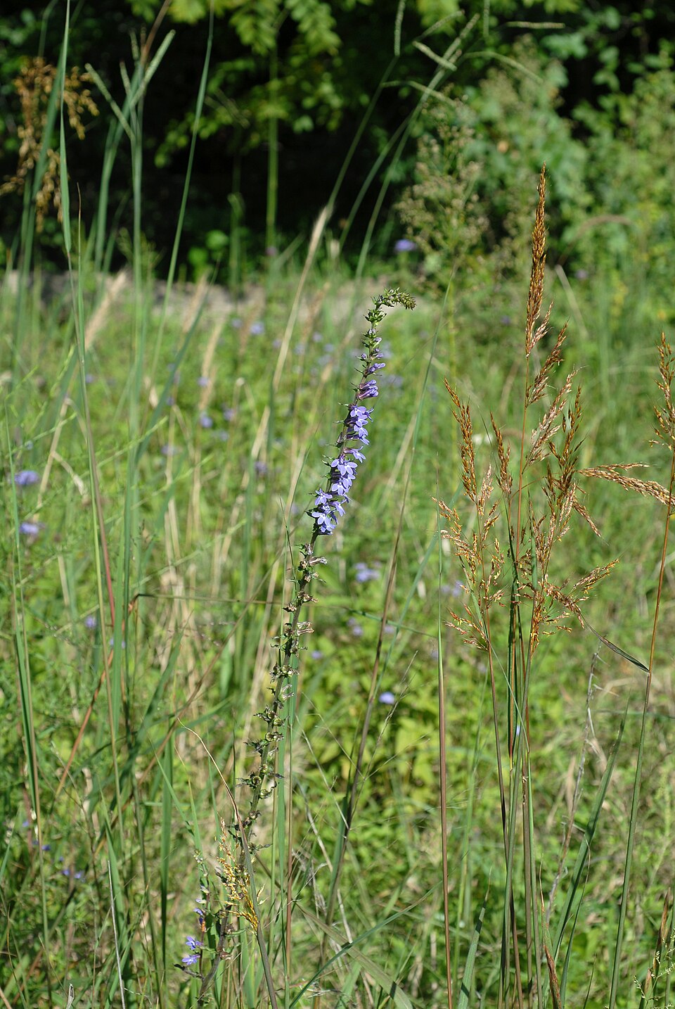Lobelia puberula (downy lobelia) (alternate view 5)