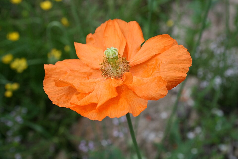 Papaver atlanticum (Atlas Poppy)
