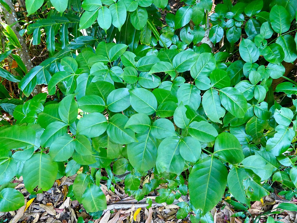 Polyscias elegans (celery wood) (alternate view 8)
