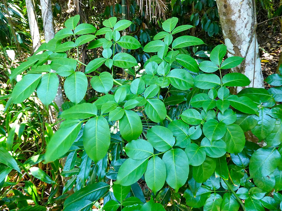Polyscias elegans (celery wood) (alternate view 9)