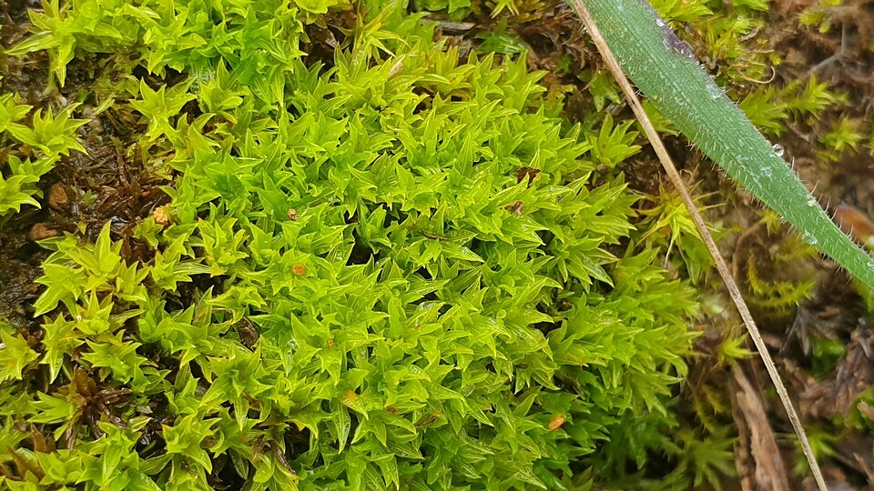 Didymodon