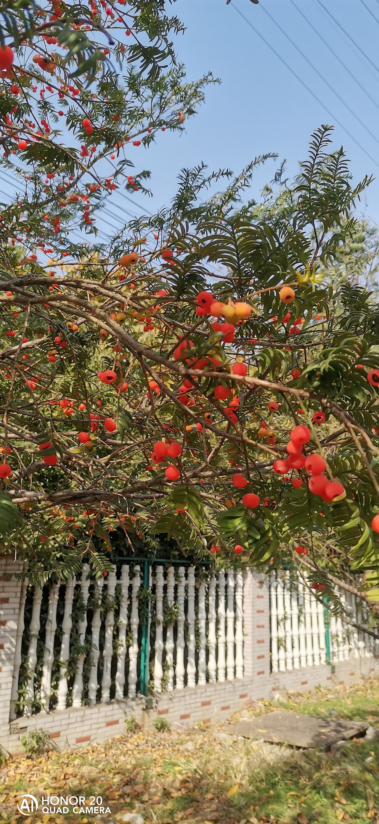 Taxus chinensis, Chinese yew — upright evergreen (Taxaceae) (image 4 of 10)