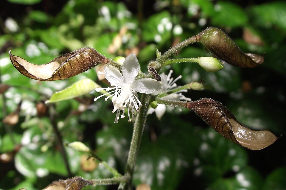Beesia deltophylla (beesia) (alternate view 6)