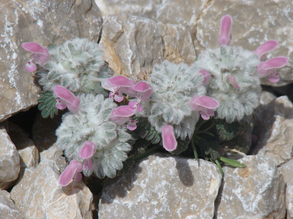 Lamium (deadnettles and archangels) (alternate view 5)
